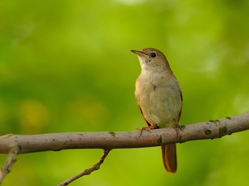 Słowik rdzawy (ang. Common Nightingale, łac. Luscinia megarhynchos) - 0577- Fotografia Przyrodnicza - WlodekSmardz.pl