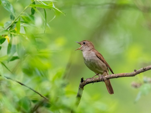 Słowik rdzawy (ang. Common Nightingale, łac. Luscinia megarhynchos) - 4186- Fotografia Przyrodnicza - WlodekSmardz.pl