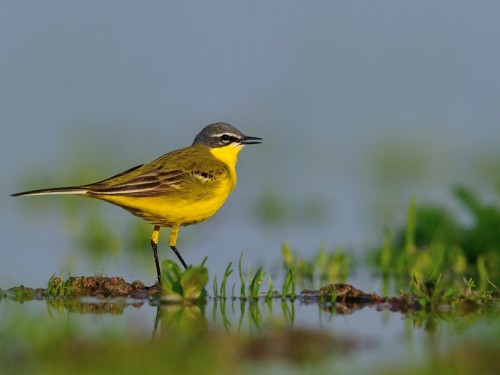 Pliszka żółta (ang. Blue-headed Wagtail, łac. Motacilla flava) - 4281- Fotografia Przyrodnicza - WlodekSmardz.pl