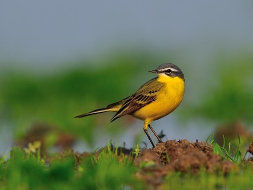 Pliszka żółta (ang. Blue-headed Wagtail, łac. Motacilla flava) - 4344- Fotografia Przyrodnicza - WlodekSmardz.pl