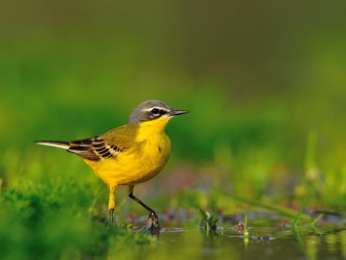 Pliszka żółta (ang. Blue-headed Wagtail, łac. Motacilla flava) - 4215- Fotografia Przyrodnicza - WlodekSmardz.pl