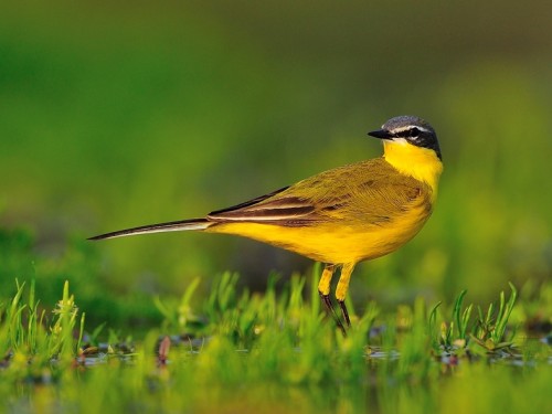 Pliszka żółta (ang. Blue-headed Wagtail, łac. Motacilla flava) - 4238- Fotografia Przyrodnicza - WlodekSmardz.pl