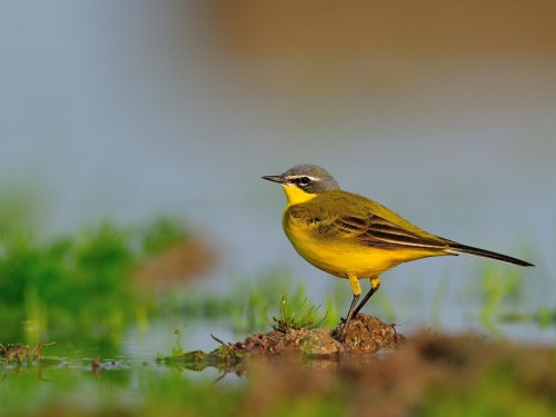 Pliszka żółta (ang. Blue-headed Wagtail, łac. Motacilla flava) - 4315- Fotografia Przyrodnicza - WlodekSmardz.pl