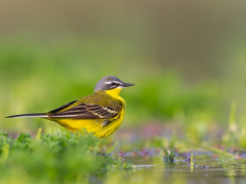 Pliszka żółta (ang. Blue-headed Wagtail, łac. Motacilla flava) - 4209- Fotografia Przyrodnicza - WlodekSmardz.pl