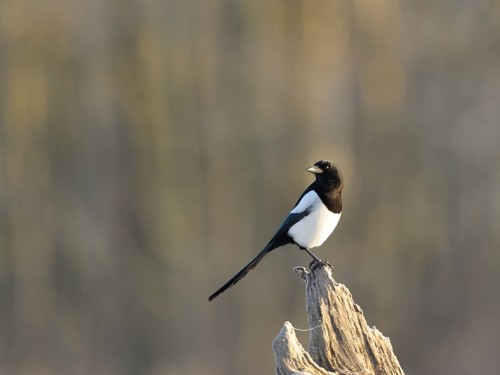 Sroka (ang. Eurasian Magpie, łac. Pica pica) - 4569- Fotografia Przyrodnicza - WlodekSmardz.pl