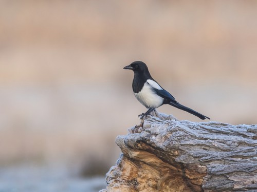 Sroka (ang. Eurasian Magpie, łac. Pica pica) - 7755- Fotografia Przyrodnicza - WlodekSmardz.pl