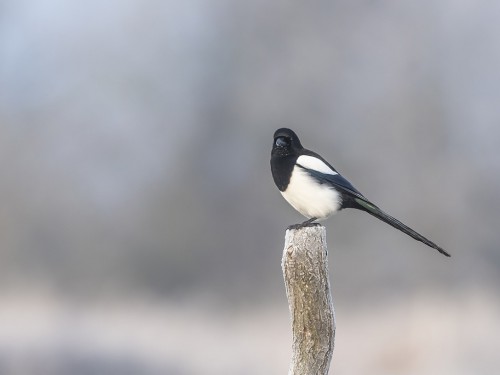 Sroka (ang. Eurasian Magpie, łac. Pica pica) - 7871- Fotografia Przyrodnicza - WlodekSmardz.pl