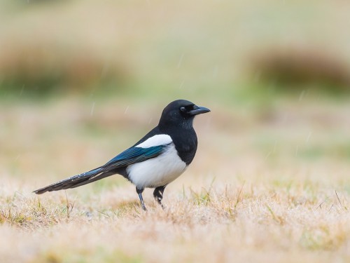 Sroka (ang. Eurasian Magpie, łac. Pica pica) - 8210- Fotografia Przyrodnicza - WlodekSmardz.pl