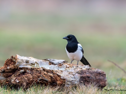 Sroka (ang. Eurasian Magpie, łac. Pica pica) - 2482- Fotografia Przyrodnicza - WlodekSmardz.pl