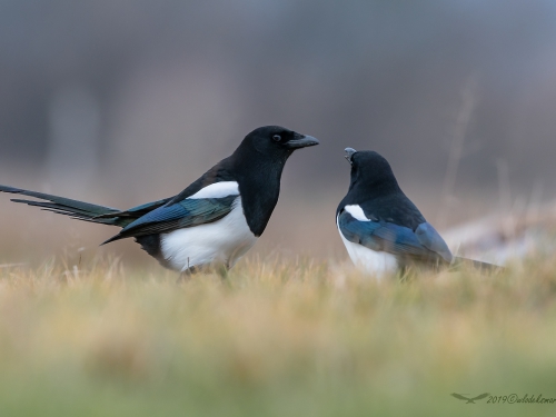 Sroka (ang. Eurasian Magpie, łac. Pica pica) - 7214- Fotografia Przyrodnicza - WlodekSmardz.pl