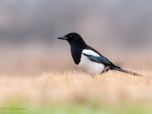 Sroka (ang. Eurasian Magpie, łac. Pica pica) - 7525- Fotografia Przyrodnicza - WlodekSmardz.pl