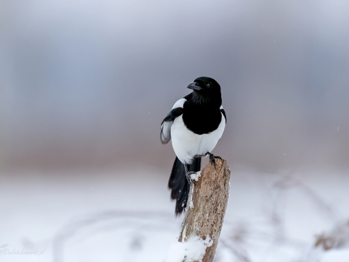 Sroka (ang. Eurasian Magpie, łac. Pica pica) - 6252- Fotografia Przyrodnicza - WlodekSmardz.pl