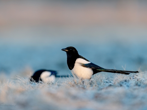 Sroka (ang. Eurasian Magpie, łac. Pica pica) - 7981- Fotografia Przyrodnicza - WlodekSmardz.pl