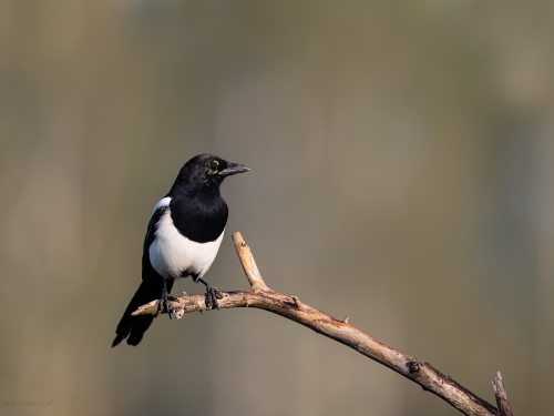 Sroka (ang. Eurasian Magpie, łac. Pica pica) - 1404- Fotografia Przyrodnicza - WlodekSmardz.pl