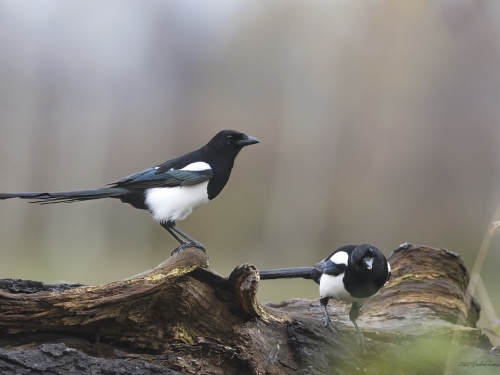 Sroka (ang. Eurasian Magpie, łac. Pica pica) - 8644- Fotografia Przyrodnicza - WlodekSmardz.pl