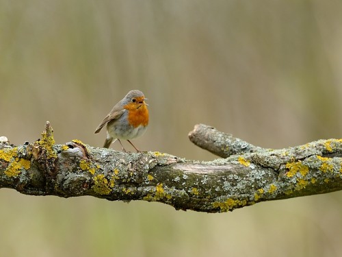 Rudzik (ang. European Robin, łac. Erithacus rubecula) - 6602- Fotografia Przyrodnicza - WlodekSmardz.pl