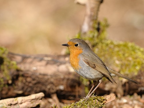 Rudzik (ang. European Robin, łac. Erithacus rubecula) - 2021- Fotografia Przyrodnicza - WlodekSmardz.pl