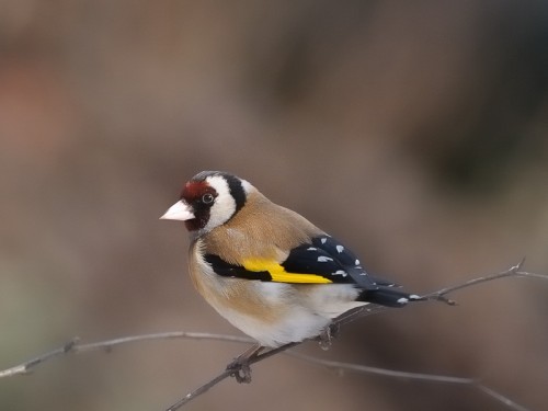 Szczygieł (ang. European Goldfinch, łac. Carduelis carduelis) - 6855- Fotografia Przyrodnicza - WlodekSmardz.pl