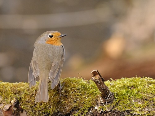 Rudzik (ang. European Robin, łac. Erithacus rubecula) - 2157- Fotografia Przyrodnicza - WlodekSmardz.pl