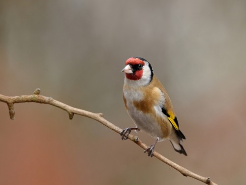 Szczygieł (ang. European Goldfinch, łac. Carduelis carduelis) - 5200- Fotografia Przyrodnicza - WlodekSmardz.pl