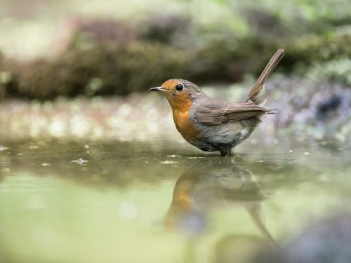 Rudzik (ang. European Robin, łac. Erithacus rubecula) - 3862- Fotografia Przyrodnicza - WlodekSmardz.pl