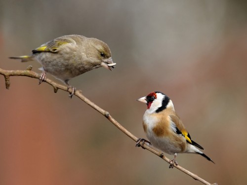 Szczygieł (ang. European Goldfinch, łac. Carduelis carduelis) - 5090- Fotografia Przyrodnicza - WlodekSmardz.pl