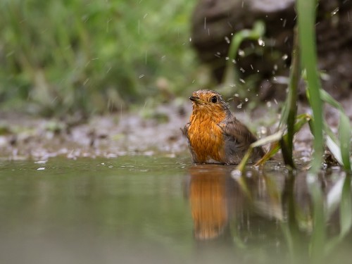 Rudzik (ang. European Robin, łac. Erithacus rubecula) - 2824- Fotografia Przyrodnicza - WlodekSmardz.pl