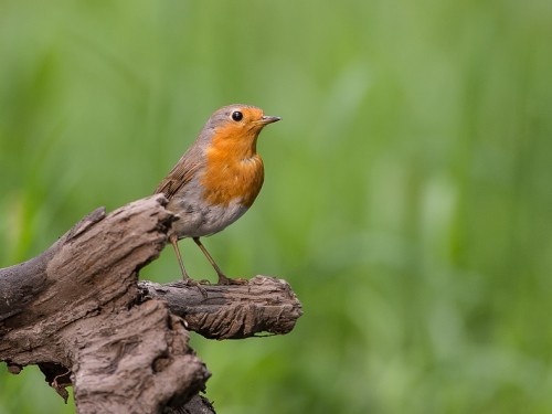 Rudzik (ang. European Robin, łac. Erithacus rubecula) - 2897- Fotografia Przyrodnicza - WlodekSmardz.pl