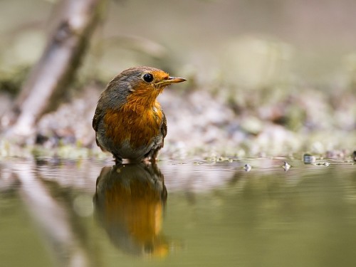 Rudzik (ang. European Robin, łac. Erithacus rubecula) - 3472- Fotografia Przyrodnicza - WlodekSmardz.pl