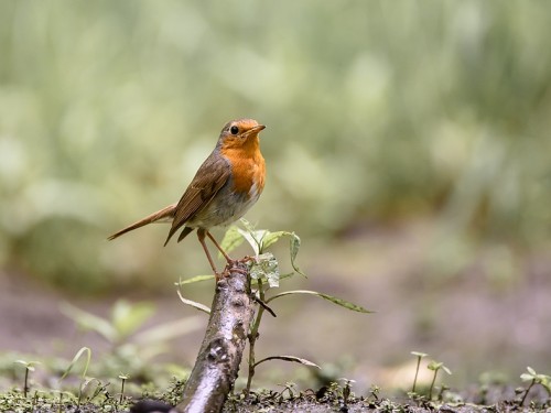 Rudzik (ang. European Robin, łac. Erithacus rubecula) - 6583- Fotografia Przyrodnicza - WlodekSmardz.pl