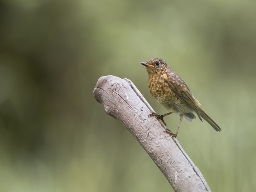 Rudzik (ang. European Robin, łac. Erithacus rubecula) - 3938- Fotografia Przyrodnicza - WlodekSmardz.pl