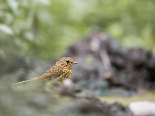 Rudzik (ang. European Robin, łac. Erithacus rubecula) - 3917- Fotografia Przyrodnicza - WlodekSmardz.pl