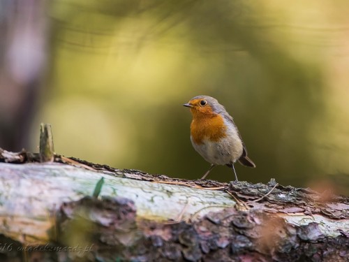 Rudzik (ang. European Robin, łac. Erithacus rubecula) - 5451- Fotografia Przyrodnicza - WlodekSmardz.pl