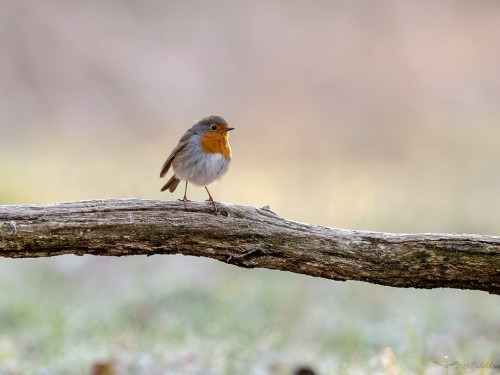 Rudzik (ang. European Robin, łac. Erithacus rubecula) - 3394- Fotografia Przyrodnicza - WlodekSmardz.pl