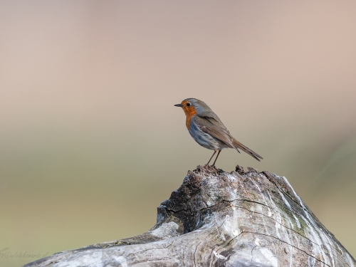 Rudzik (ang. European Robin, łac. Erithacus rubecula) - 2003- Fotografia Przyrodnicza - WlodekSmardz.pl