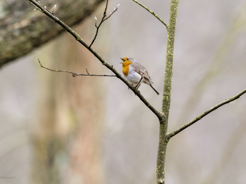 Rudzik (ang. European Robin, łac. Erithacus rubecula) - 4050- Fotografia Przyrodnicza - WlodekSmardz.pl
