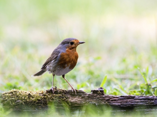 Rudzik (ang. European Robin, łac. Erithacus rubecula) - 3926- Fotografia Przyrodnicza - WlodekSmardz.pl