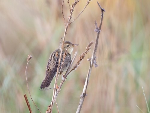 Świerszczak (ang. Common Grasshopper-Warbler, łac. Locustella naevia) - 1594- Fotografia Przyrodnicza - WlodekSmardz.pl