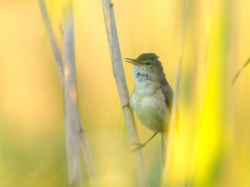 Trzcinniczek (ang. Eurasian Reed-Warbler, łac. Acrocephalus scirpaceus) - 8377- Fotografia Przyrodnicza - WlodekSmardz.pl