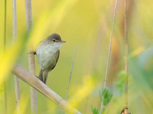 Trzcinniczek (ang. Eurasian Reed-Warbler, łac. Acrocephalus scirpaceus) - 8386- Fotografia Przyrodnicza - WlodekSmardz.pl