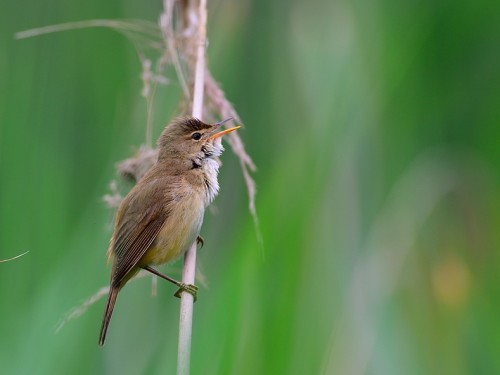 Trzcinniczek (ang. Eurasian Reed-Warbler, łac. Acrocephalus scirpaceus) - 6579- Fotografia Przyrodnicza - WlodekSmardz.pl