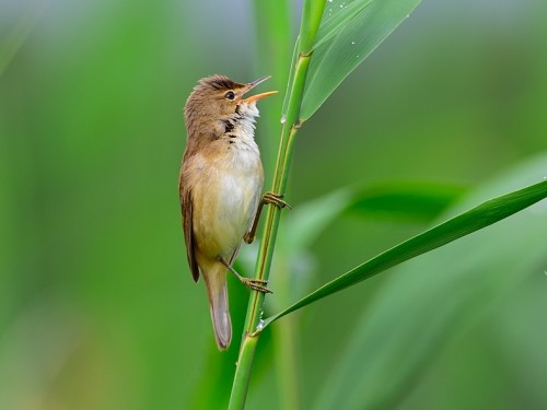 Trzcinniczek (ang. Eurasian Reed-Warbler, łac. Acrocephalus scirpaceus) - 6777- Fotografia Przyrodnicza - WlodekSmardz.pl