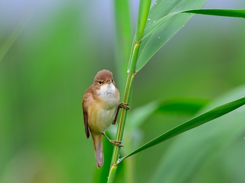 Trzcinniczek (ang. Eurasian Reed-Warbler, łac. Acrocephalus scirpaceus) - 6781- Fotografia Przyrodnicza - WlodekSmardz.pl