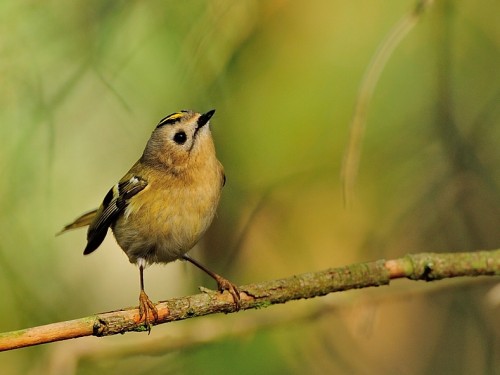 Mysikrólik (ang. Goldcrest, łac. Regulus regulus)- Fotografia Przyrodnicza - WlodekSmardz.pl