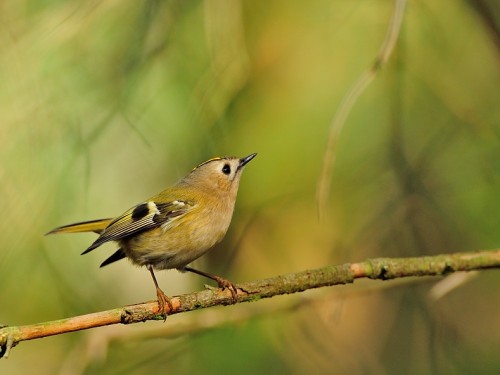 Mysikrólik (ang. Goldcrest, łac. Regulus regulus)- Fotografia Przyrodnicza - WlodekSmardz.pl