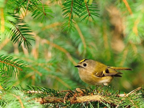 Mysikrólik (ang. Goldcrest, łac. Regulus regulus)- Fotografia Przyrodnicza - WlodekSmardz.pl