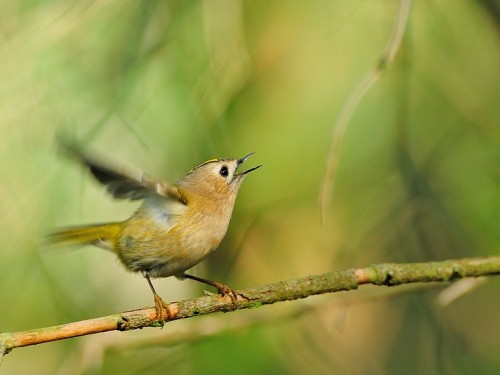 Mysikrólik (ang. Goldcrest, łac. Regulus regulus)- Fotografia Przyrodnicza - WlodekSmardz.pl