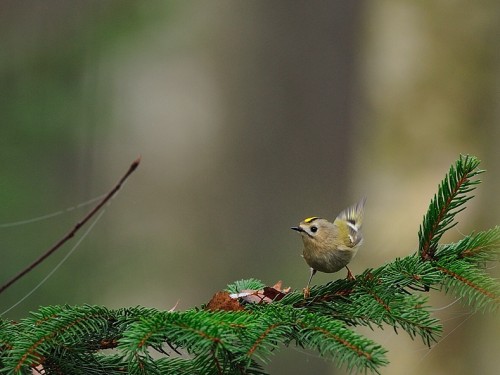 Mysikrólik (ang. Goldcrest, łac. Regulus regulus)- Fotografia Przyrodnicza - WlodekSmardz.pl