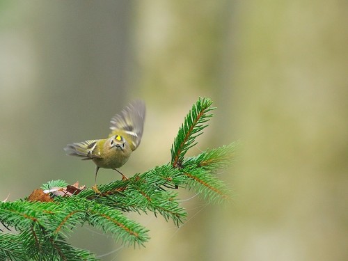 Mysikrólik (ang. Goldcrest, łac. Regulus regulus)- Fotografia Przyrodnicza - WlodekSmardz.pl