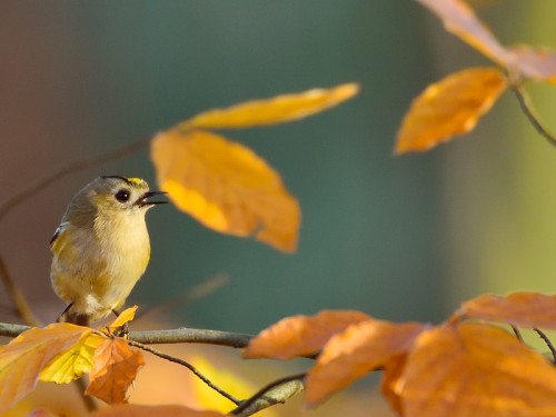 Mysikrólik (ang. Goldcrest, łac. Regulus regulus) - 2126- Fotografia Przyrodnicza - WlodekSmardz.pl